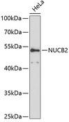 NUCB2 / Nucleobindin 2 Antibody - Western blot analysis of extracts of HeLa cells using NUCB2 Polyclonal Antibody at dilution of 1:3000.