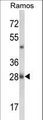 NUCKS1 Antibody - Western blot of NUCKS1 Antibody in Ramos cell line lysates (35 ug/lane). NUCKS1 (arrow) was detected using the purified antibody.