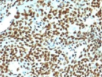 Nuclear Antigen Antibody - Formalin-fixed, paraffin-embedded human tonsil stained with Nuclear marker antibody (NM106).  This image was taken for the unmodified form of this product. Other forms have not been tested.