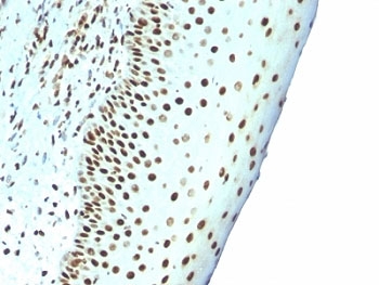 Nuclear Antigen Antibody - Formalin-fixed, paraffin-embedded human tonsil stained with Nuclear marker antibody (NM106).  This image was taken for the unmodified form of this product. Other forms have not been tested.