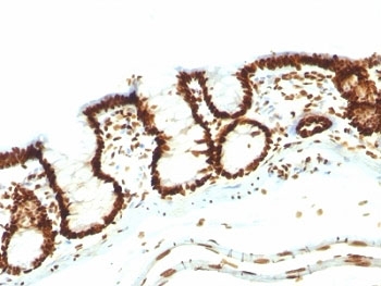Nuclear Antigen Antibody - Formalin-fixed, paraffin-embedded rat colon stained with Nuclear marker antibody (NM106).  This image was taken for the unmodified form of this product. Other forms have not been tested.