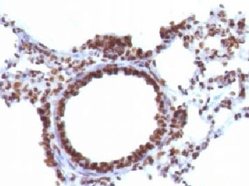 Nuclear Antigen Antibody - Formalin-fixed, paraffin-embedded rat lung stained with Nuclear marker antibody (NM106).  This image was taken for the unmodified form of this product. Other forms have not been tested.