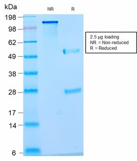 Nuclear Antigen Antibody - SDS-PAGE Analysis Purified Pan-Nuclear Antigen Monoclonal Antibody (NM2984R). Confirmation of Purity and Integrity of Antibody.