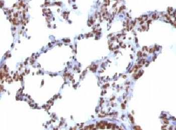 Nuclear Antigen Antibody - IHC testing of FFPE rat lung with Nuclear Antigen antibody (clone NUCM1-1).  This image was taken for the unmodified form of this product. Other forms have not been tested.