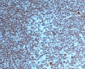 Nuclear Membrane Marker NM97 Antibody - IHC staining of FFPE human tonsil tissue with Nucleoli marker antibody.  This image was taken for the unmodified form of this product. Other forms have not been tested.