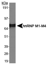 Nuclear Ribonucleoprotein M1/M2/M3/M4 Antibody - hnRNP M1-M4 Antibody [ Antibody ] - Western blot of hnRNP M1-M4 in HeLa cell lysates using  Antibody .