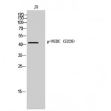 NUDC Antibody - Western blot of Phospho-NUDC (S326) antibody