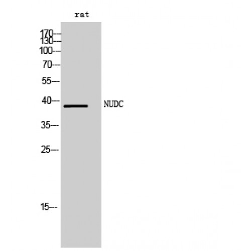 NUDC Antibody - Western blot of NUDC antibody