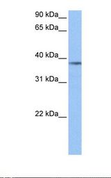 NUDC Antibody - HepG2 cell lysate. Antibody concentration: 1.0 ug/ml. Gel concentration: 12%.  This image was taken for the unconjugated form of this product. Other forms have not been tested.