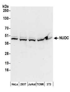 NUDC Antibody - Detection of human and mouse NUDC by western blot. Samples: Whole cell lysate (50 µg) from HeLa, HEK293T, Jurkat, mouse TCMK-1, and mouse NIH 3T3 cells prepared using NETN lysis buffer. Antibodies: Affinity purified rabbit anti-NUDC antibody used for WB at 0.1 µg/ml. Detection: Chemiluminescence with an exposure time of 30 seconds.