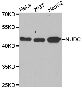 NUDC Antibody - Western blot analysis of extracts of various cell lines.