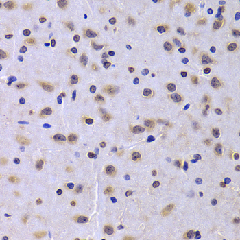 NUDC Antibody - Immunohistochemistry of paraffin-embedded rat brain tissue.