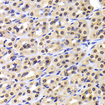 NUDC Antibody - Immunohistochemistry of paraffin-embedded rat stomach tissue.