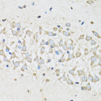 NUDC Antibody - Immunohistochemistry of paraffin-embedded mouse brain tissue.