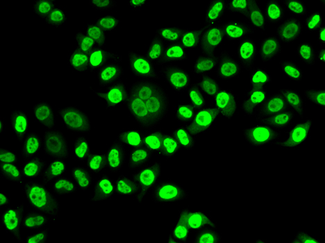 NUDC Antibody - Immunofluorescence analysis of HeLa cells.