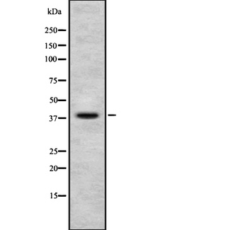 NUDC Antibody - Western blot analysis NUDC using MCF-7 whole cells lysates