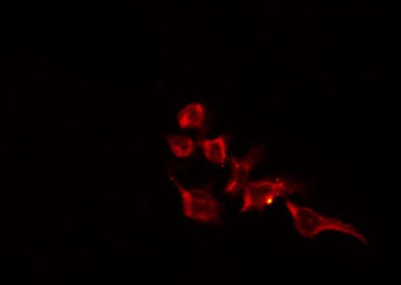 NUDC Antibody - Staining HeLa cells by IF/ICC. The samples were fixed with PFA and permeabilized in 0.1% Triton X-100, then blocked in 10% serum for 45 min at 25°C. The primary antibody was diluted at 1:200 and incubated with the sample for 1 hour at 37°C. An Alexa Fluor 594 conjugated goat anti-rabbit IgG (H+L) Ab, diluted at 1/600, was used as the secondary antibody.