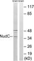 NUDC Antibody - Western blot analysis of extracts from rat brain cells, using NudC (Ab-326) antibody.