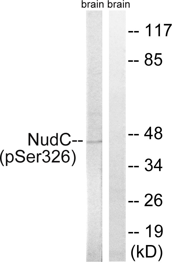 NUDC Antibody - Western blot analysis of lysates from rat brain, using NudC (Phospho-Ser326) Antibody. The lane on the right is blocked with the phospho peptide.