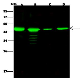 NUDC Antibody - Anti-NUDC rabbit polyclonal antibody at 1:500 dilution. Lane A: HeLa Whole Cell Lysate. Lane B: Jurkat Whole Cell Lysate. Lane C: NIH3T3 Whole Cell Lysate. Lane D: Raw264.7 Whole Cell Lysate. Lysates/proteins at 30 ug per lane. Secondary: Goat Anti-Rabbit IgG H&L (Dylight 800) at 1/10000 dilution. Developed using the Odyssey technique. Performed under reducing conditions. Predicted band size: 38 kDa. Observed band size: 46 kDa.