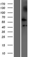 NUDCD1 Protein - Western validation with an anti-DDK antibody * L: Control HEK293 lysate R: Over-expression lysate