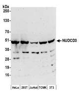 NUDCD3 Antibody - Detection of human and mouse NUDCD3 by western blot. Samples: Whole cell lysate (50 µg) from HeLa, HEK293T, Jurkat, mouse TCMK-1, and mouse NIH 3T3 cells prepared using NETN lysis buffer. Antibody: Affinity purified rabbit anti-NUDCD3 antibody used for WB at 0.04 µg/ml. Detection: Chemiluminescence with an exposure time of 3 minutes.