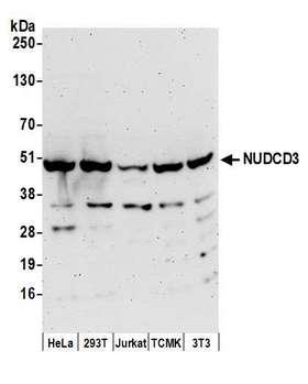 NUDCD3 Antibody - Detection of human and mouse NUDCD3 by western blot. Samples: Whole cell lysate (50 µg) from HeLa, HEK293T, Jurkat, mouse TCMK-1, and mouse NIH 3T3 cells prepared using NETN lysis buffer. Antibody: Affinity purified rabbit anti-NUDCD3 antibody used for WB at 0.04 µg/ml. Detection: Chemiluminescence with an exposure time of 3 minutes.