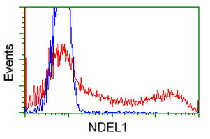 NUDEL / NDEL1 Antibody - HEK293T cells transfected with either overexpress plasmid (Red) or empty vector control plasmid (Blue) were immunostained by anti-NDEL1 antibody, and then analyzed by flow cytometry.