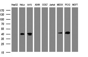 NUDEL / NDEL1 Antibody - Western blot of extracts (35 ug) from 9 different cell lines by using anti-${SYMBOL} monoclonal antibody (HepG2: human; HeLa: human; SVT2: mouse; A549: human; COS7: monkey; Jurkat: human; MDCK: canine; PC12: rat; MCF7: human).