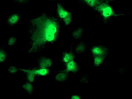 NUDEL / NDEL1 Antibody - Anti-NDEL1 mouse monoclonal antibody immunofluorescent staining of COS7 cells transiently transfected by pCMV6-ENTRY NDEL1.