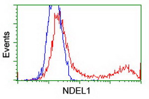 NUDEL / NDEL1 Antibody - HEK293T cells transfected with either overexpress plasmid (Red) or empty vector control plasmid (Blue) were immunostained by anti-NDEL1 antibody, and then analyzed by flow cytometry.