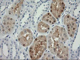 NUDEL / NDEL1 Antibody - IHC of paraffin-embedded Human Kidney tissue using anti-NDEL1 mouse monoclonal antibody.