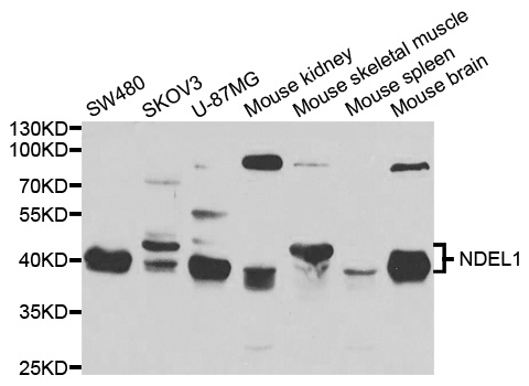 NUDEL / NDEL1 Antibody - Western blot analysis of extracts of various cell lines.
