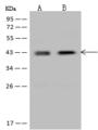 NUDEL / NDEL1 Antibody - Anti-NDEL1 rabbit polyclonal antibody at 1:500 dilution. Lane A: HeLa Whole Cell Lysate. Lane B: Jurkat Whole Cell Lysate. Lysates/proteins at 30 ug per lane. Secondary: Goat Anti-Rabbit IgG (H+L)/HRP at 1/10000 dilution. Developed using the ECL technique. Performed under reducing conditions. Predicted band size: 38 kDa. Observed band size: 43 kDa.