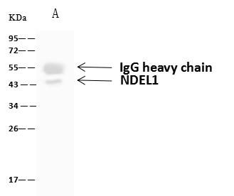 NUDEL / NDEL1 Antibody - NDEL1 was immunoprecipitated using: Lane A: 0.5 mg HeLa Whole Cell Lysate. 4 uL anti-NDEL1 rabbit polyclonal antibody and 60 ug of Immunomagnetic beads Protein A/G. Primary antibody: Anti-NDEL1 rabbit polyclonal antibody, at 1:100 dilution. Secondary antibody: Goat Anti-Rabbit IgG (H+L)/HRP at 1/10000 dilution. Developed using the ECL technique. Performed under reducing conditions. Predicted band size: 38 kDa. Observed band size: 43 kDa.