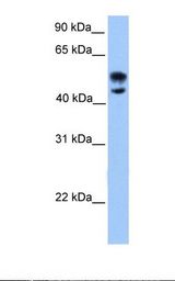 NUDR / DEAF1 Antibody - Fetal brain lysate. Antibody concentration: 1.0 ug/ml. Gel concentration: 12%.  This image was taken for the unconjugated form of this product. Other forms have not been tested.