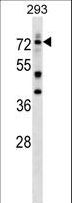NUDR / DEAF1 Antibody - DEAF1 Antibody western blot of 293 cell line lysates (35 ug/lane). The DEAF1 antibody detected the DEAF1 protein (arrow).