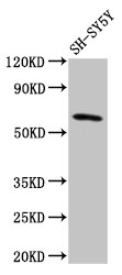 NUDR / DEAF1 Antibody - Positive Western Blot detected in SH-SY5Y whole cell lysate. All lanes: DEAF1 antibody at 3.2 µg/ml Secondary Goat polyclonal to rabbit IgG at 1/50000 dilution. Predicted band size: 60, 59, 53, 52 KDa. Observed band size: 60 KDa