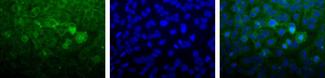NUDT1 / MTH1 Antibody -  This image was taken for the unconjugated form of this product. Other forms have not been tested.