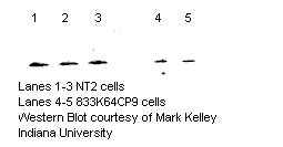 NUDT1 / MTH1 Antibody - MTH1 Antibody -.  This image was taken for the unconjugated form of this product. Other forms have not been tested.