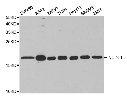 NUDT1 / MTH1 Antibody - Western blot analysis of extracts of various cell lines, using NUDT1 antibody.