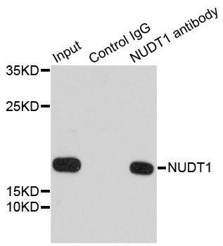 NUDT1 / MTH1 Antibody - Immunoprecipitation analysis of 200ug extracts of 293T cells.