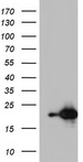 NUDT10 Antibody - HEK293T cells were transfected with the pCMV6-ENTRY control (Left lane) or pCMV6-ENTRY NUDT10 (Right lane) cDNA for 48 hrs and lysed. Equivalent amounts of cell lysates (5 ug per lane) were separated by SDS-PAGE and immunoblotted with anti-NUDT10.