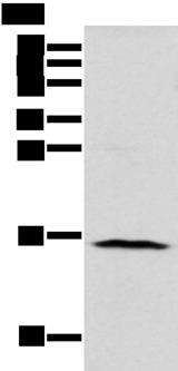 NUDT10 Antibody - Western blot analysis of 293T cell  using NUDT10 Polyclonal Antibody at dilution of 1:800