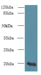 NUDT11 Antibody - Western blot. All lanes: NUDT11 antibody at 2 ug/ml+ U251 whole cell lysate Goat polyclonal to rabbit at 1:10000 dilution. Predicted band size: 19 kDa. Observed band size: 19 kDa.