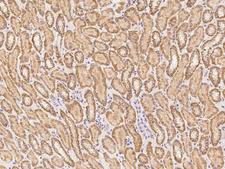 NUDT12 Antibody - Immunochemical staining of human NUDT12 in human kidney with rabbit polyclonal antibody at 1:100 dilution, formalin-fixed paraffin embedded sections.