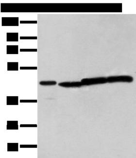 NUDT12 Antibody - Western blot analysis of 293T cell  using NUDT12 Polyclonal Antibody at dilution of 1:300