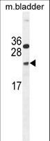 NUDT15 Antibody - NUDT15 Antibody western blot of mouse bladder tissue lysates (35 ug/lane). The NUDT15 antibody detected the NUDT15 protein (arrow).