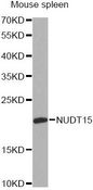 NUDT15 Antibody - Western blot analysis of extracts of mouse spleen, using NUDT15 antibody at 1:1000 dilution. The secondary antibody used was an HRP Goat Anti-Rabbit IgG (H+L) at 1:10000 dilution. Lysates were loaded 25ug per lane and 3% nonfat dry milk in TBST was used for blocking. An ECL Kit was used for detection and the exposure time was 60s.