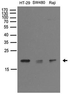 NUDT15 Antibody - Western blot analysis of extracts. (35ug) from different cell lines or tissues by using anti-NUDT15 rabbit polyclonal antibody .